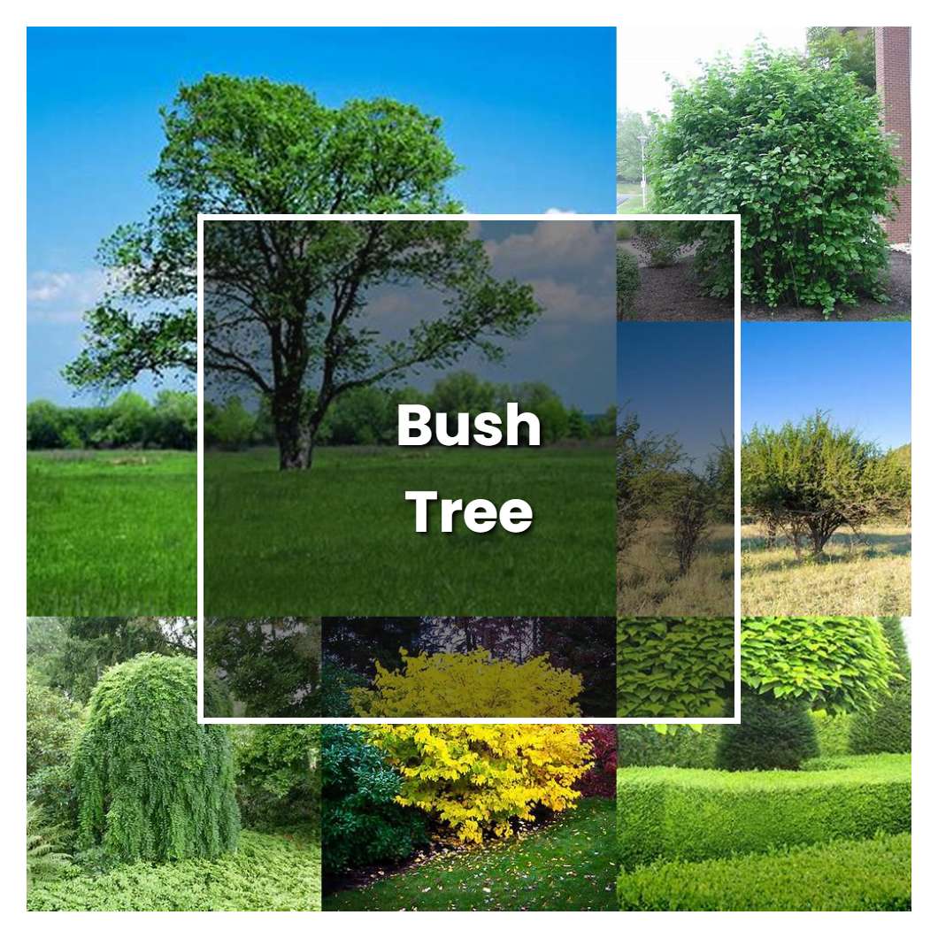 How To Grow Bush Tree Plant Care And Tips Norwichgardener