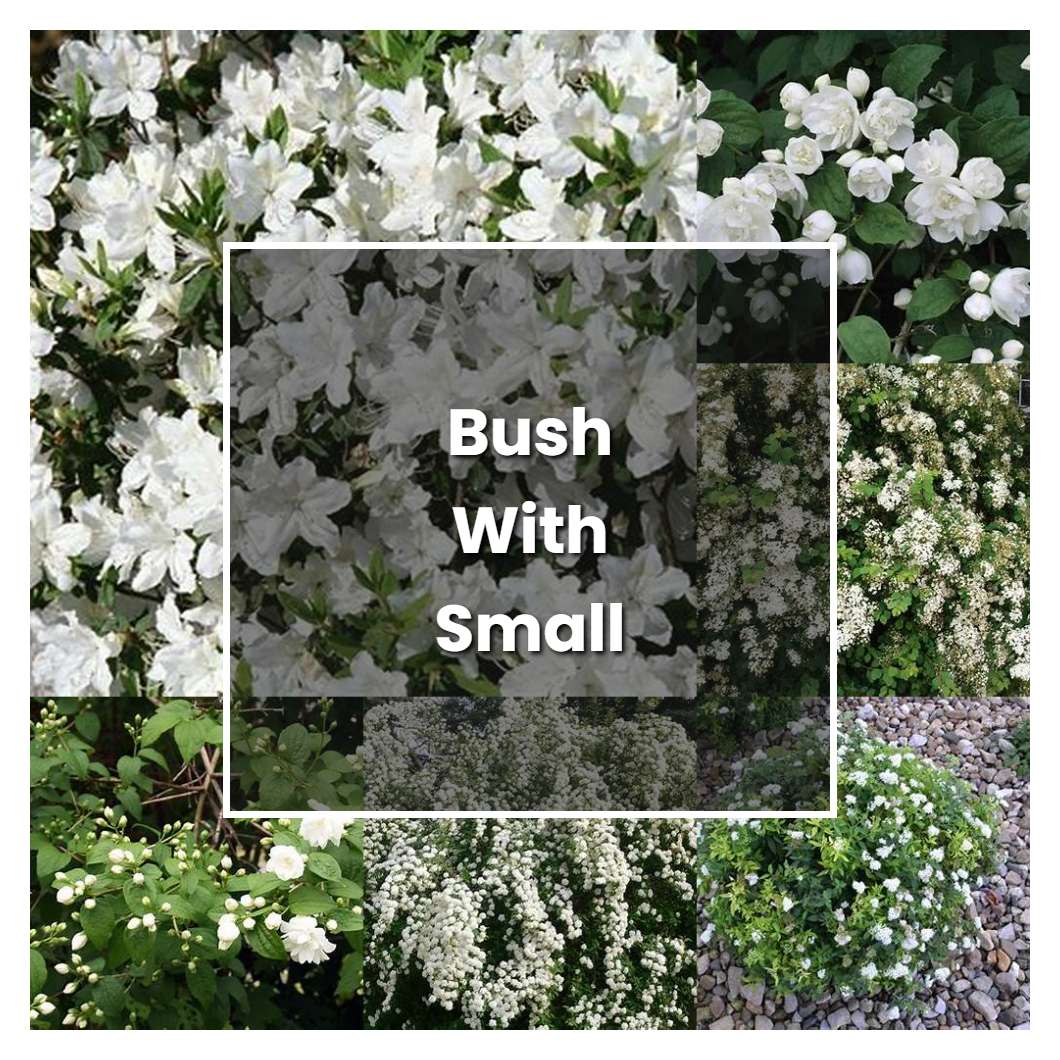 How to Grow Bush With Small White Flowers - Plant Care & Tips