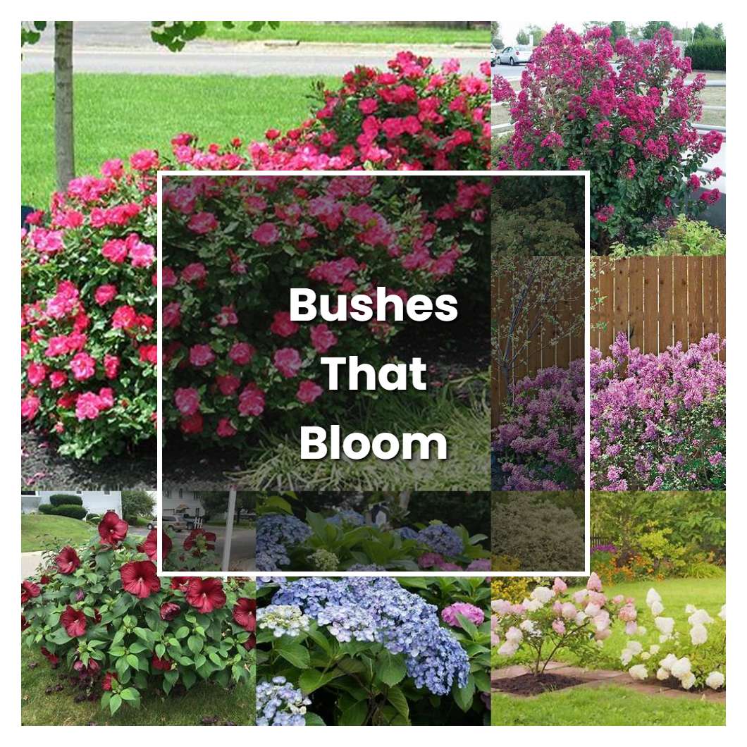 How to Grow Bushes That Bloom All Summer - Plant Care & Tips ...