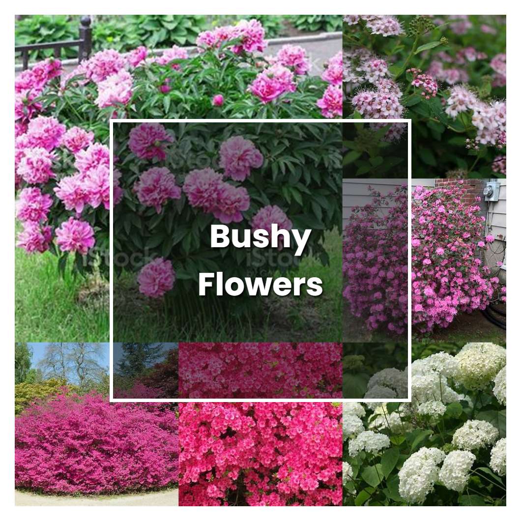 How to Grow Bushy Flowers - Plant Care & Tips