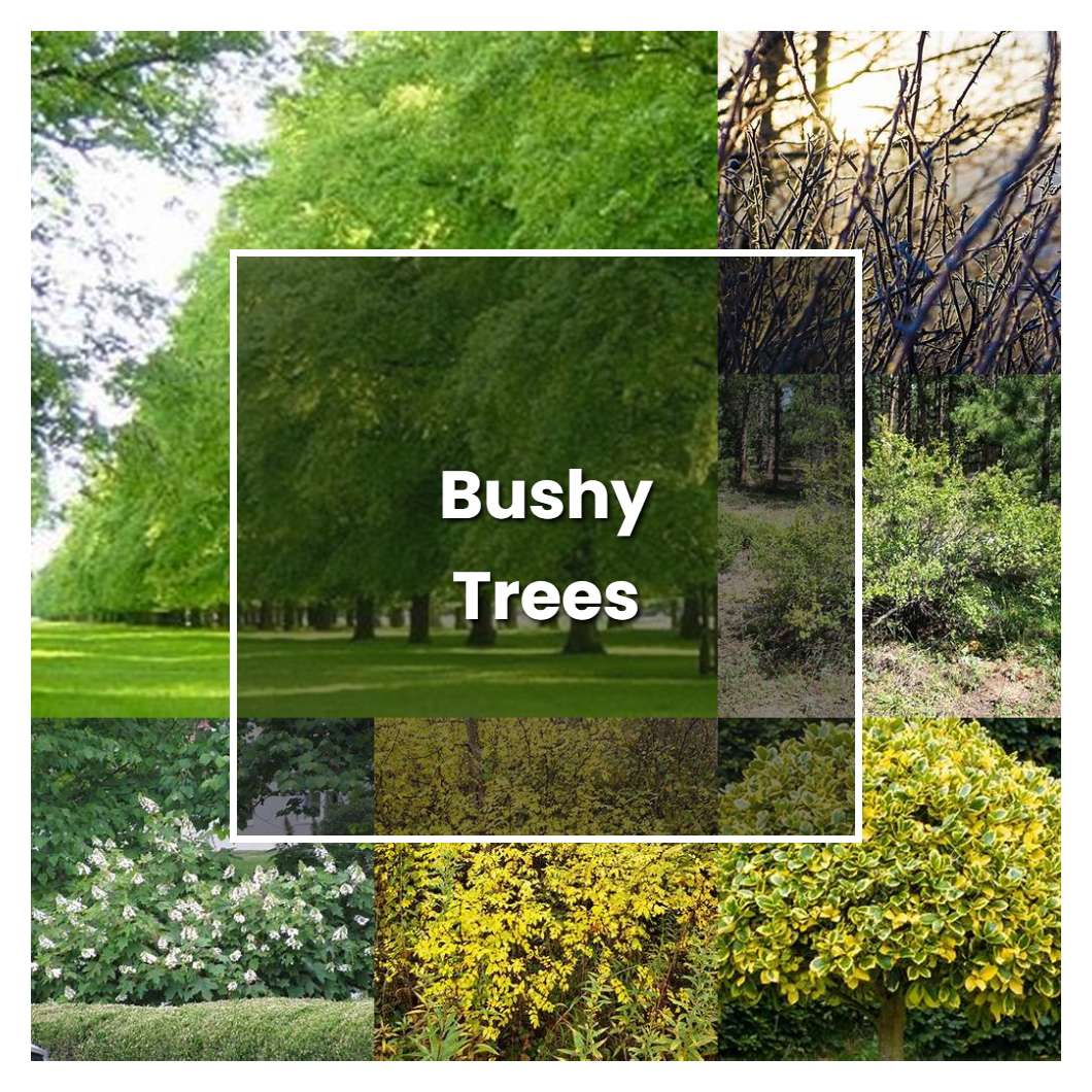 how-to-grow-bushy-trees-plant-care-tips-norwichgardener