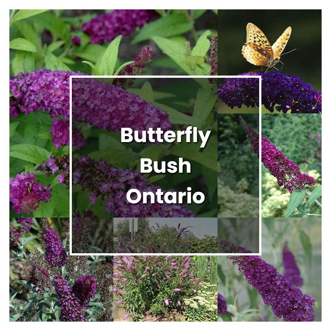 How to Grow Butterfly Bush Ontario Plant Care & Tips NorwichGardener