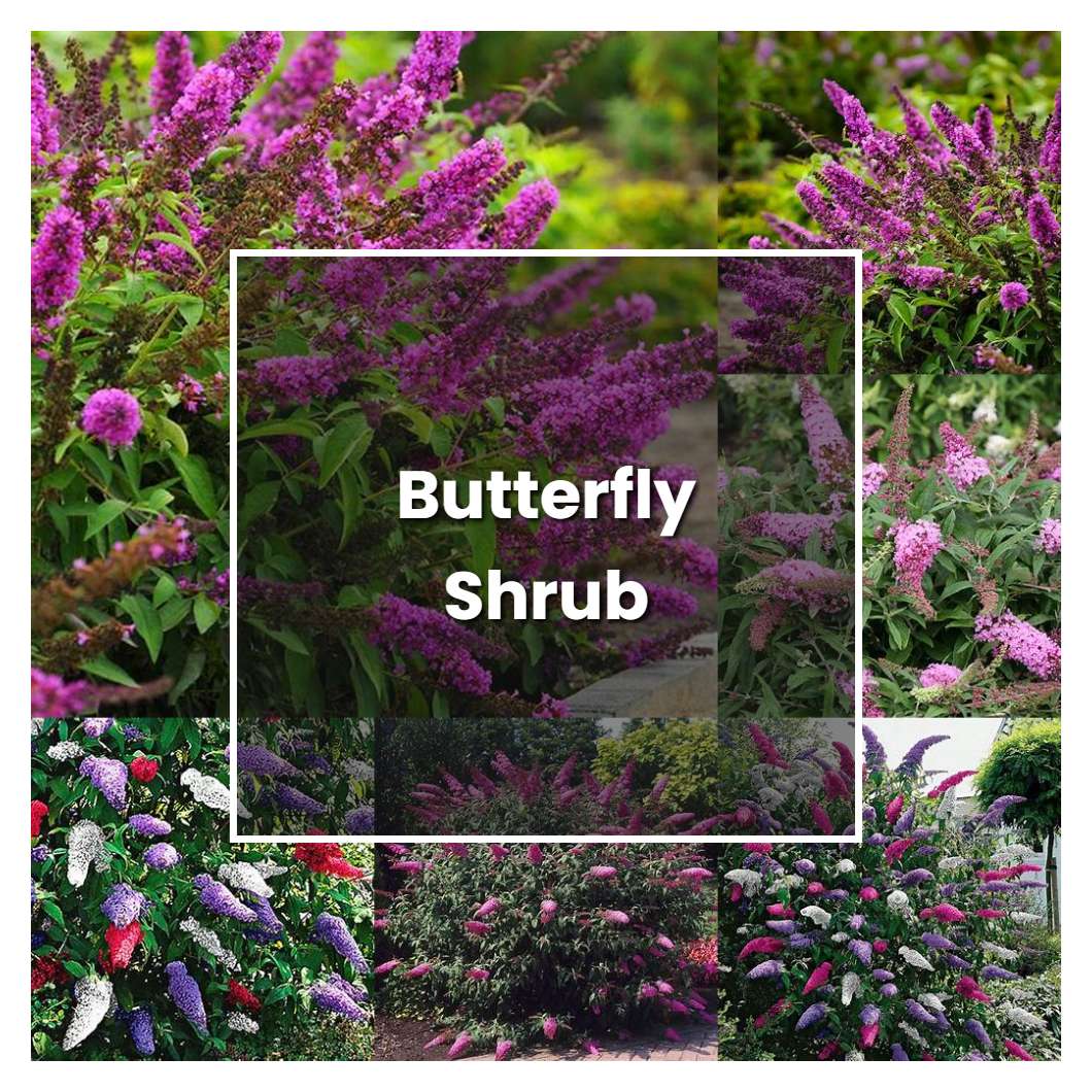 How to Grow Butterfly Shrub - Plant Care & Tips | NorwichGardener