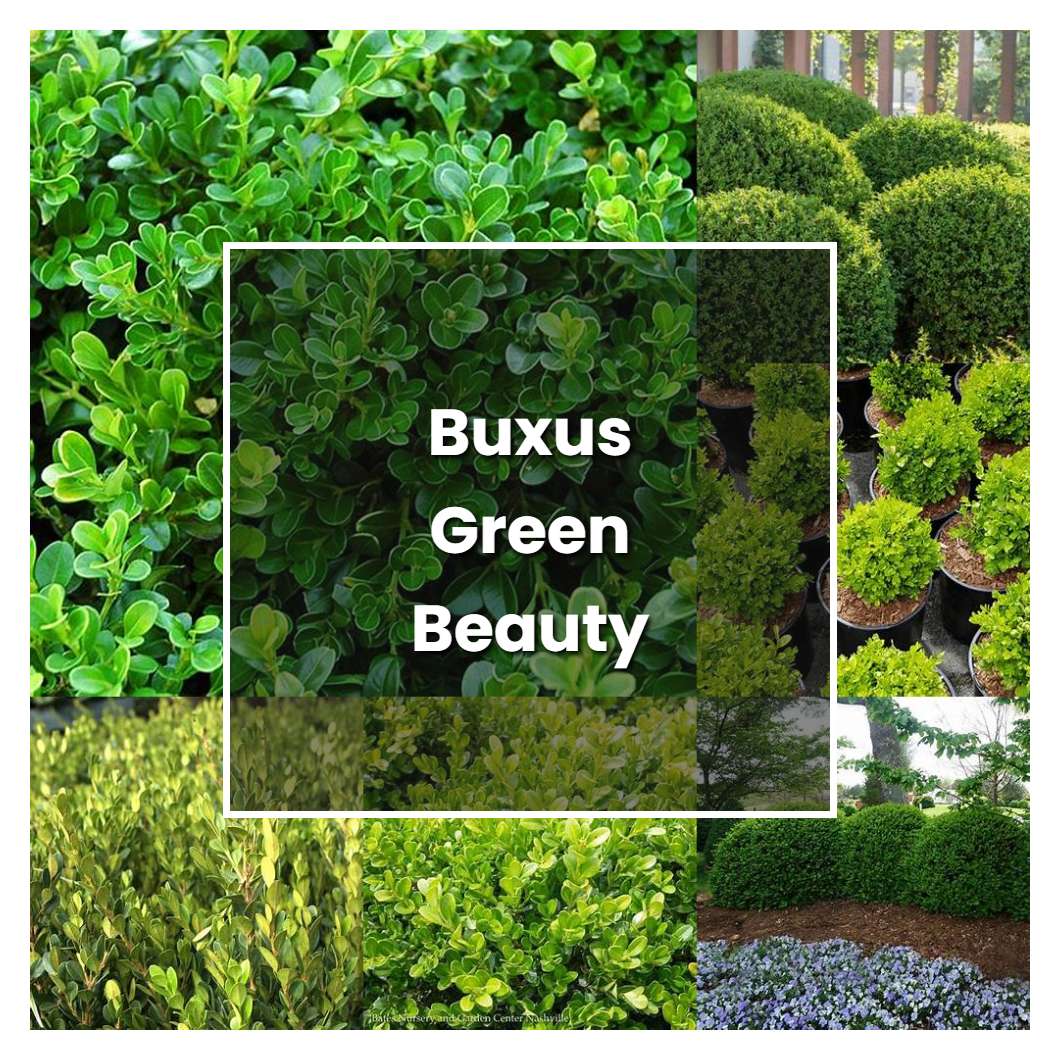 How to Grow Buxus Green Beauty - Plant Care & Tips | NorwichGardener