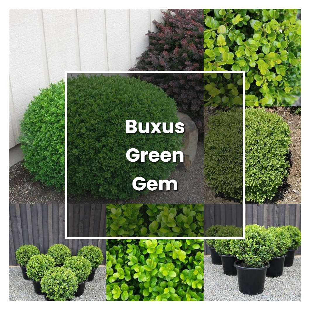 How to Grow Buxus Green Gem - Plant Care & Tips | NorwichGardener