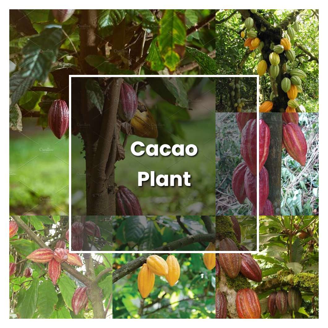 How to Grow Cacao Plant - Plant Care & Tips | NorwichGardener