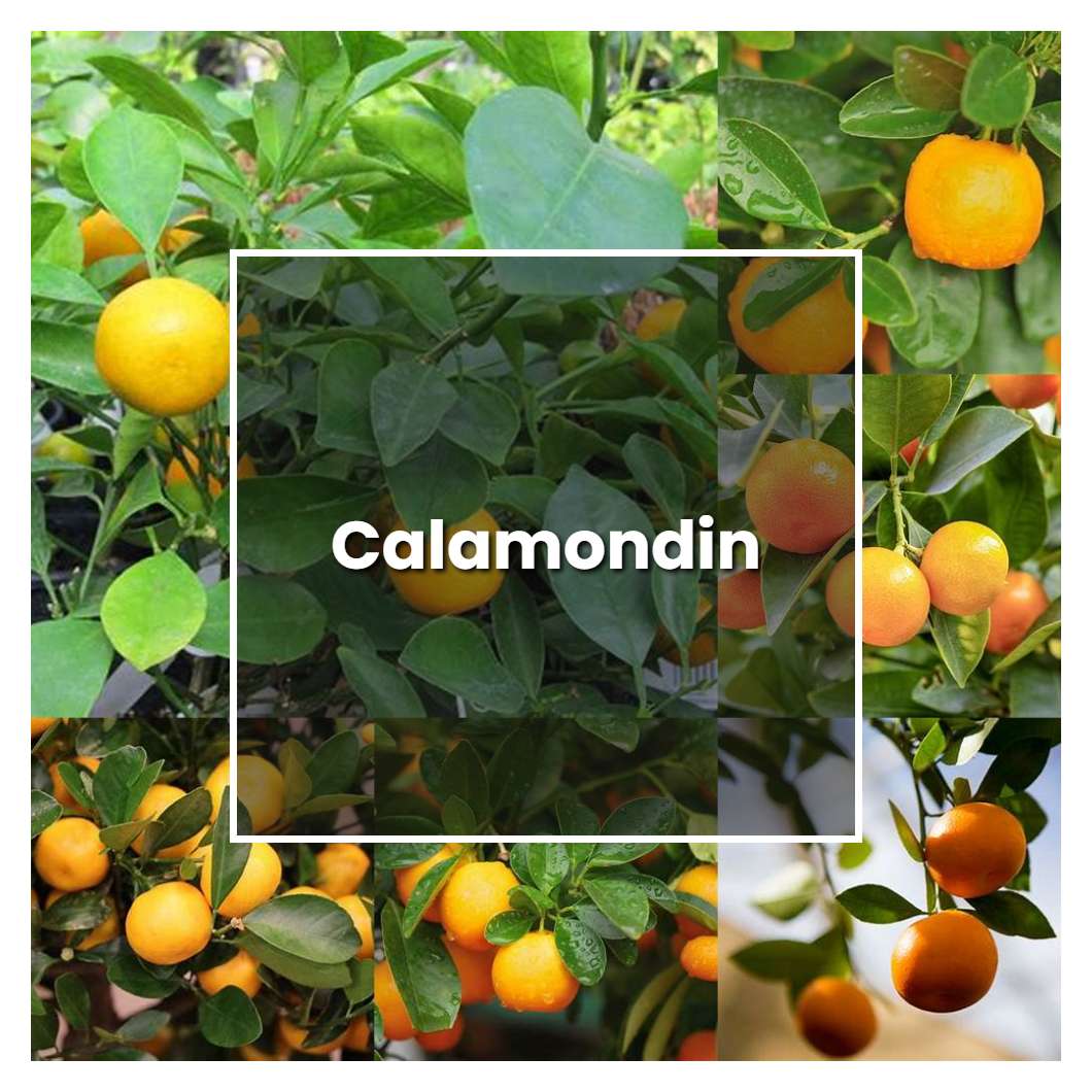 How to Grow Calamondin - Plant Care & Tips | NorwichGardener