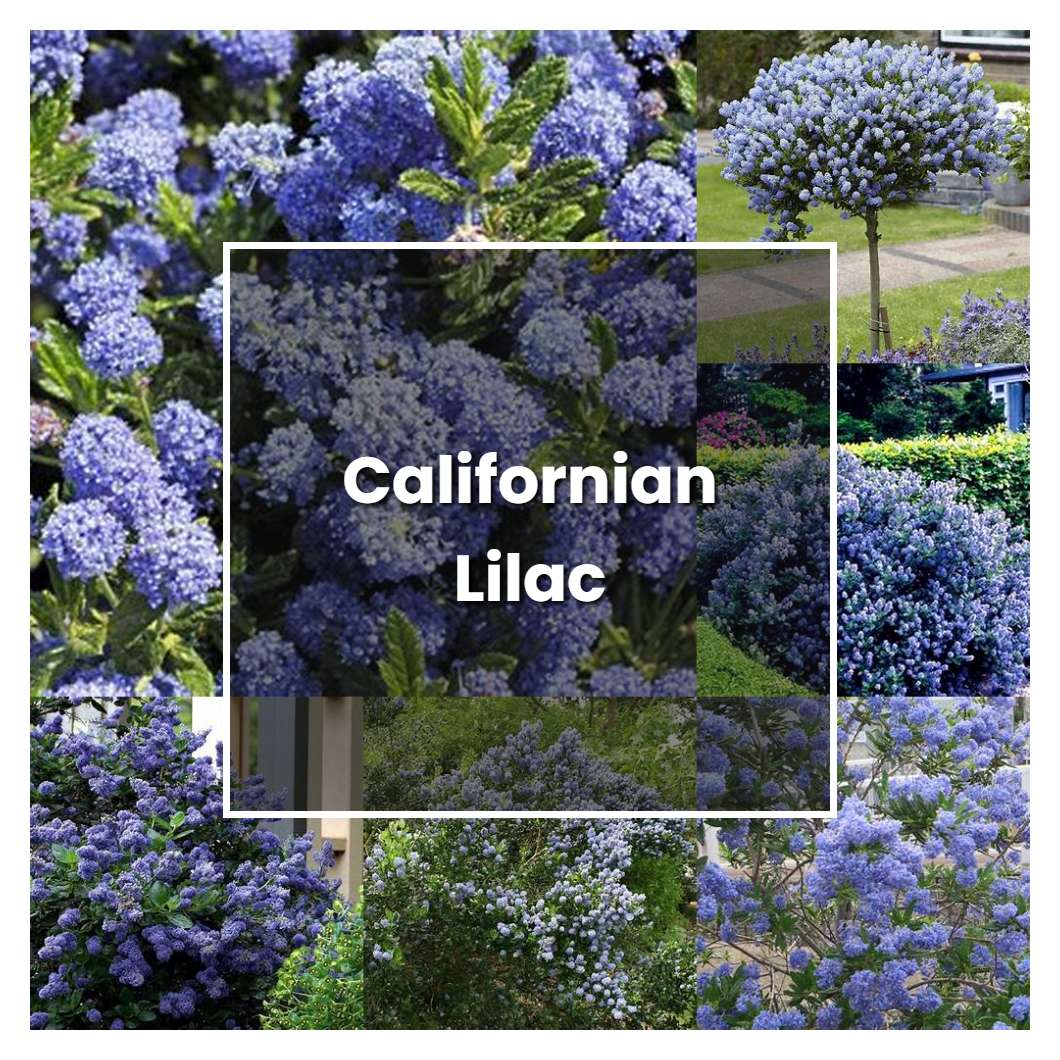 How to Grow Californian Lilac - Plant Care & Tips