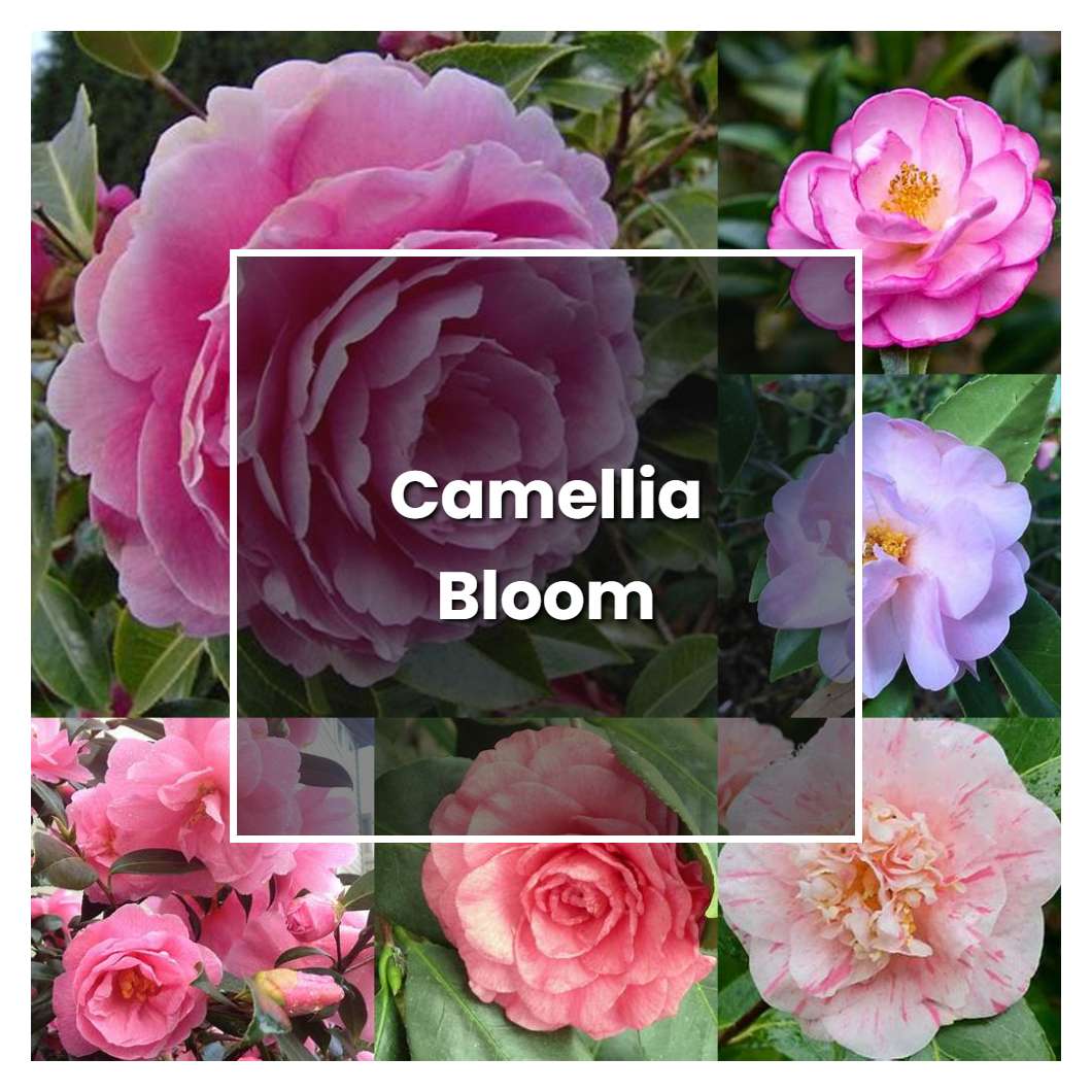 How to Grow Camellia Bloom - Plant Care & Tips | NorwichGardener