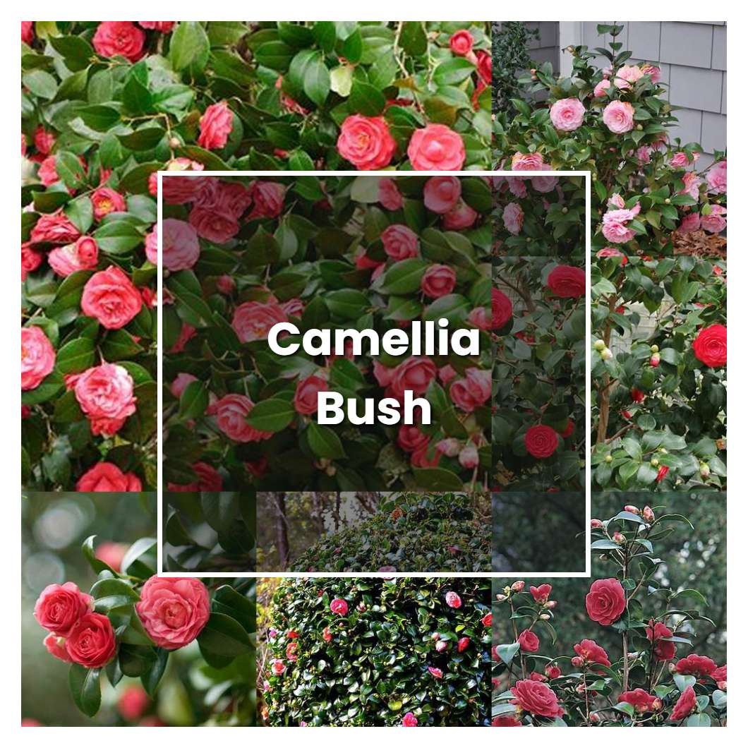 How to Grow Camellia Bush - Plant Care & Tips | NorwichGardener