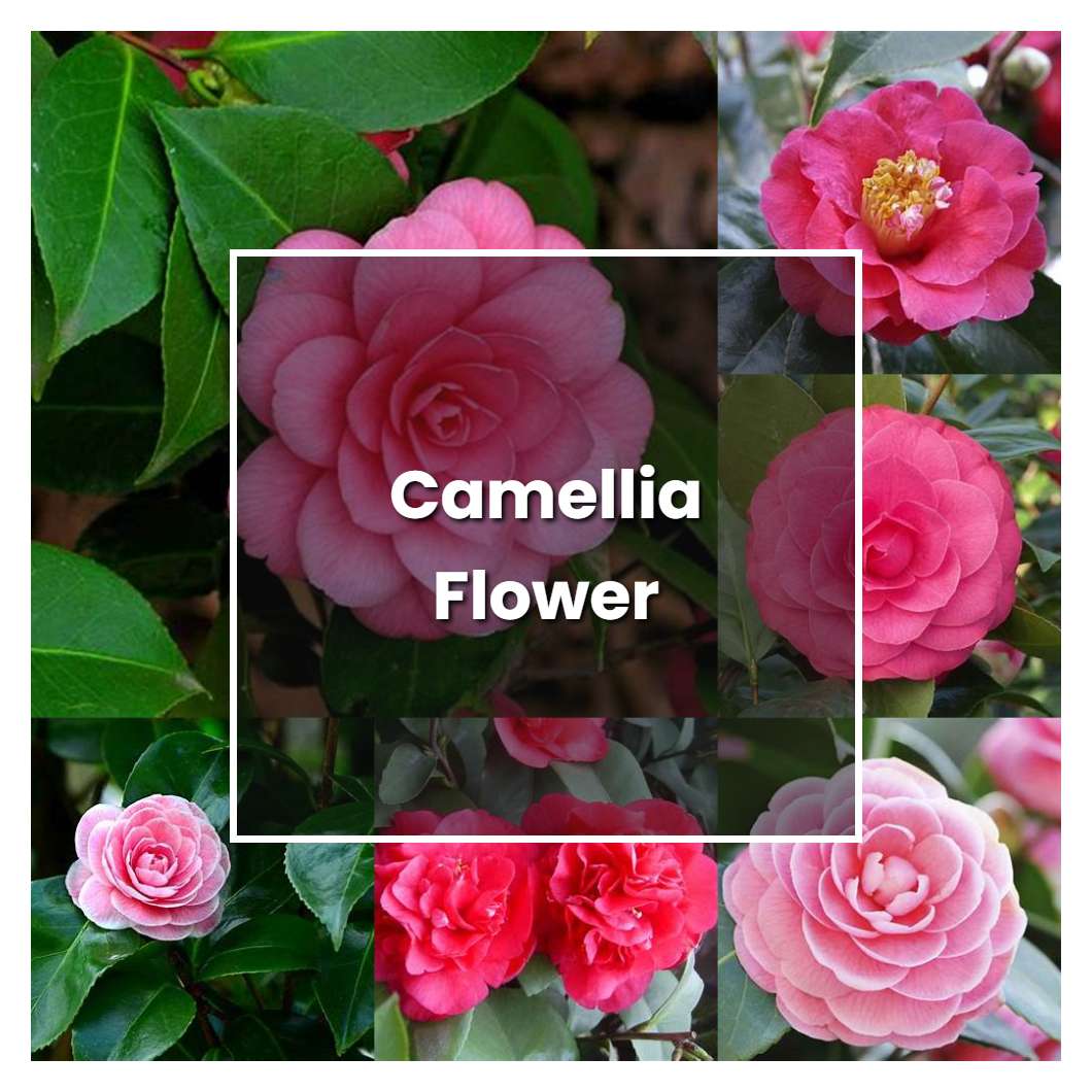 How to Grow Camellia Flower - Plant Care & Tips | NorwichGardener