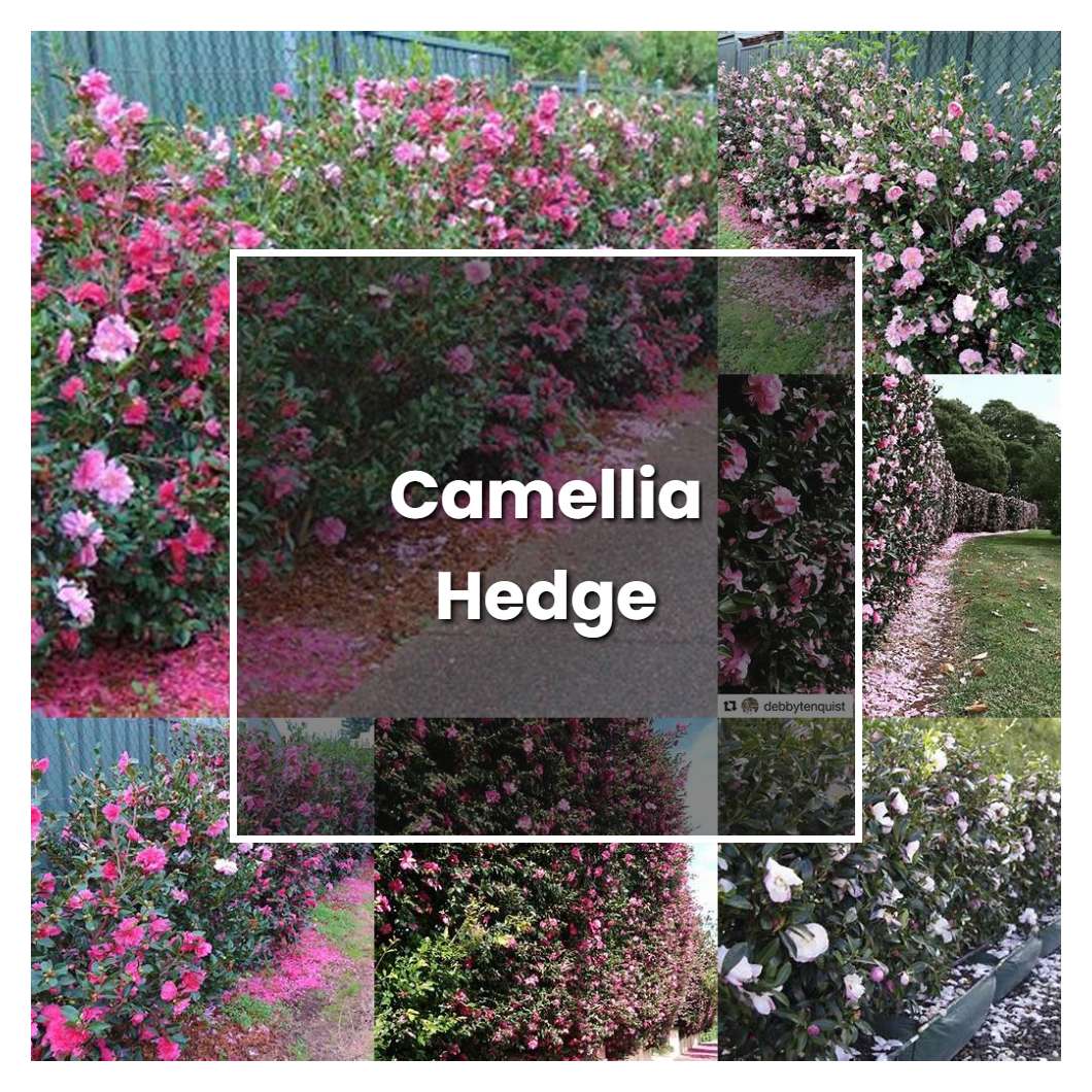 How to Grow Camellia Hedge - Plant Care & Tips