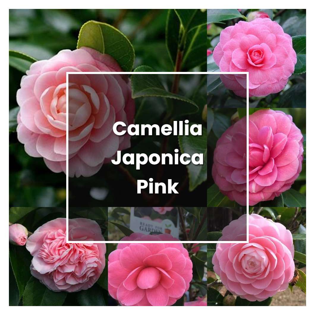 how-to-grow-camellia-japonica-pink-plant-care-tips-norwichgardener