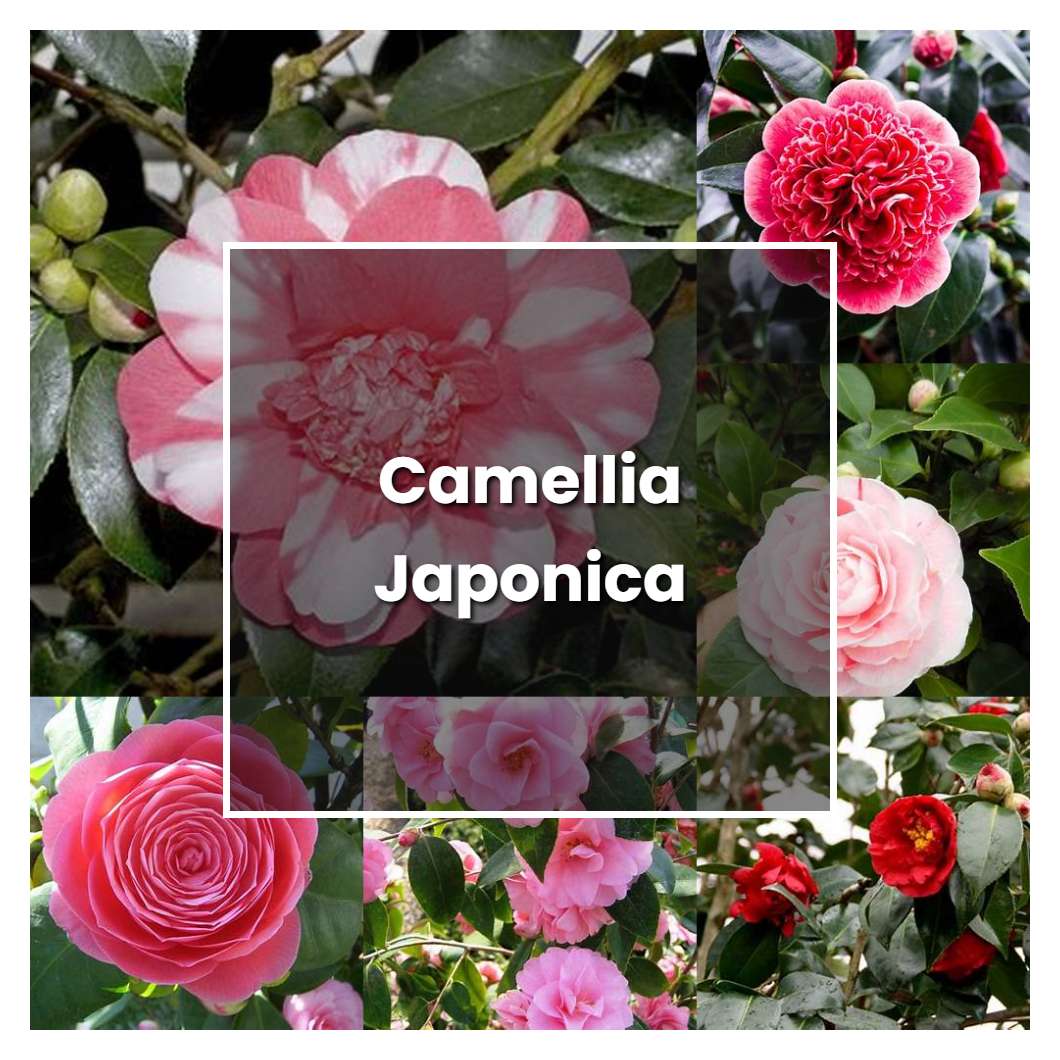 How to Grow Camellia Japonica - Plant Care & Tips | NorwichGardener