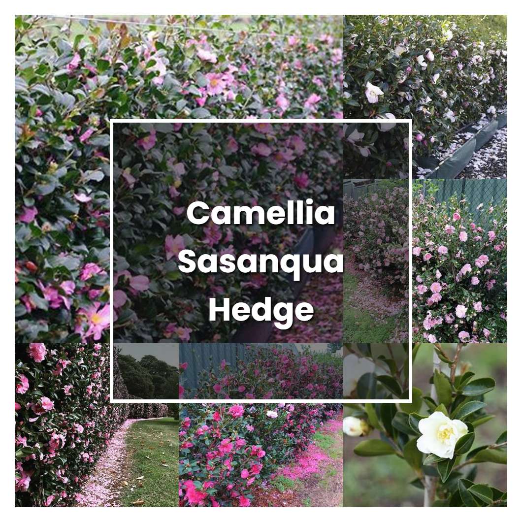 How to Grow Camellia Sasanqua Hedge - Plant Care & Tips | NorwichGardener