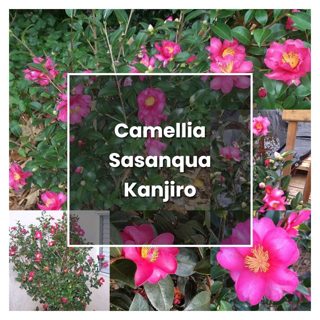 How to Grow Camellia Sasanqua Kanjiro - Plant Care & Tips