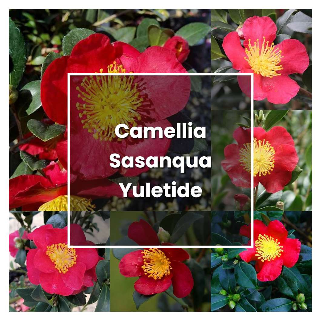 How to Grow Camellia Sasanqua Yuletide - Plant Care & Tips