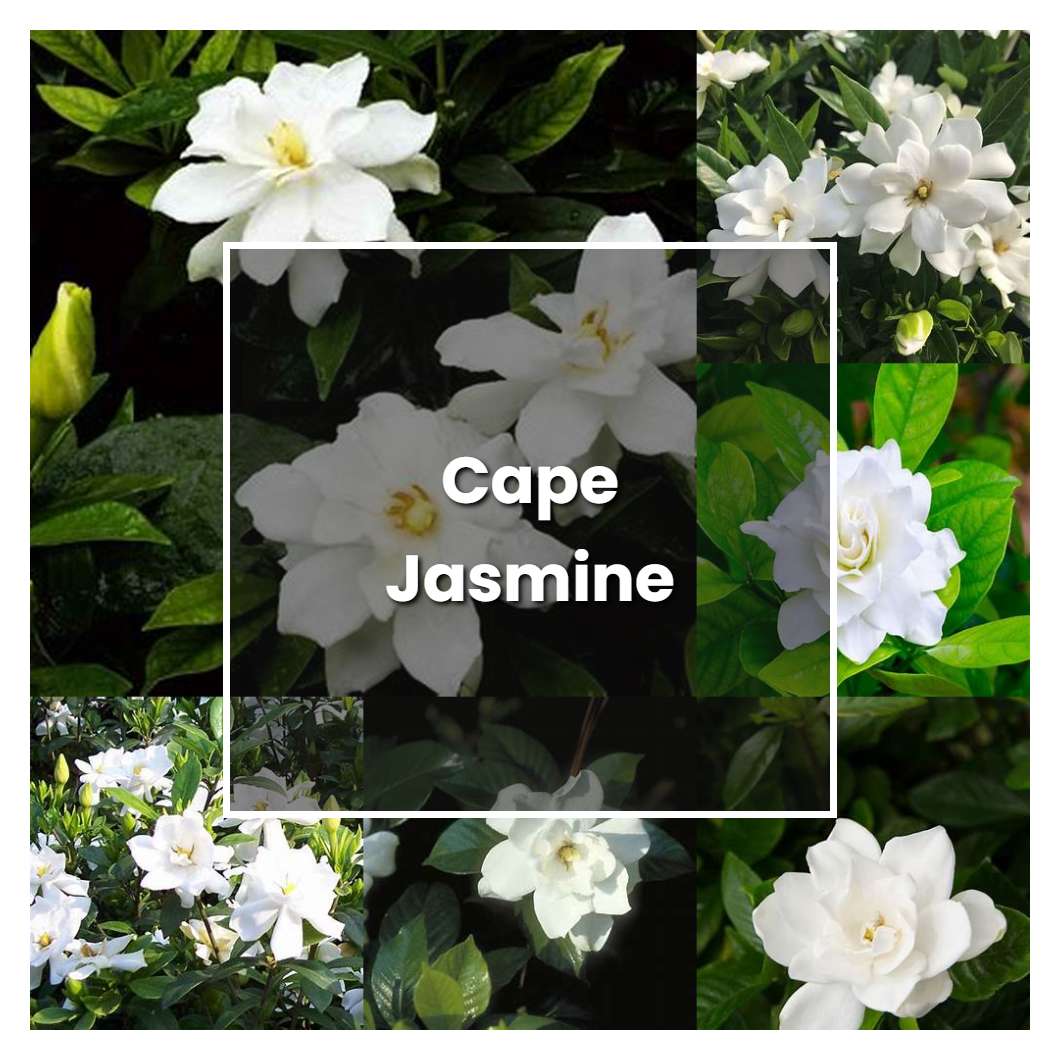 How to Grow Cape Jasmine - Plant Care & Tips