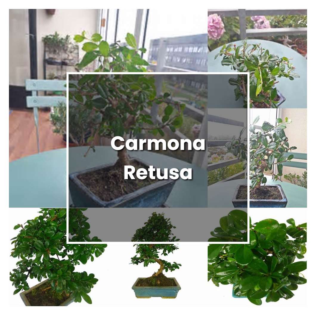 How to Grow Carmona Retusa - Plant Care & Tips