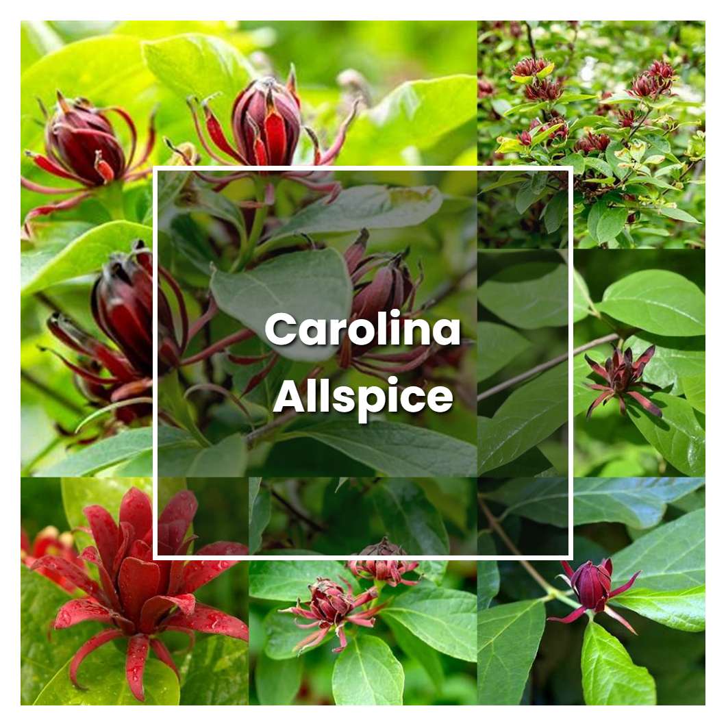 How to Grow Carolina Allspice Plant Care & Tips NorwichGardener