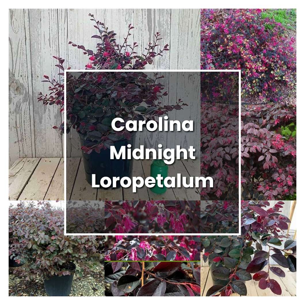 How to Grow Carolina Midnight Loropetalum - Plant Care & Tips