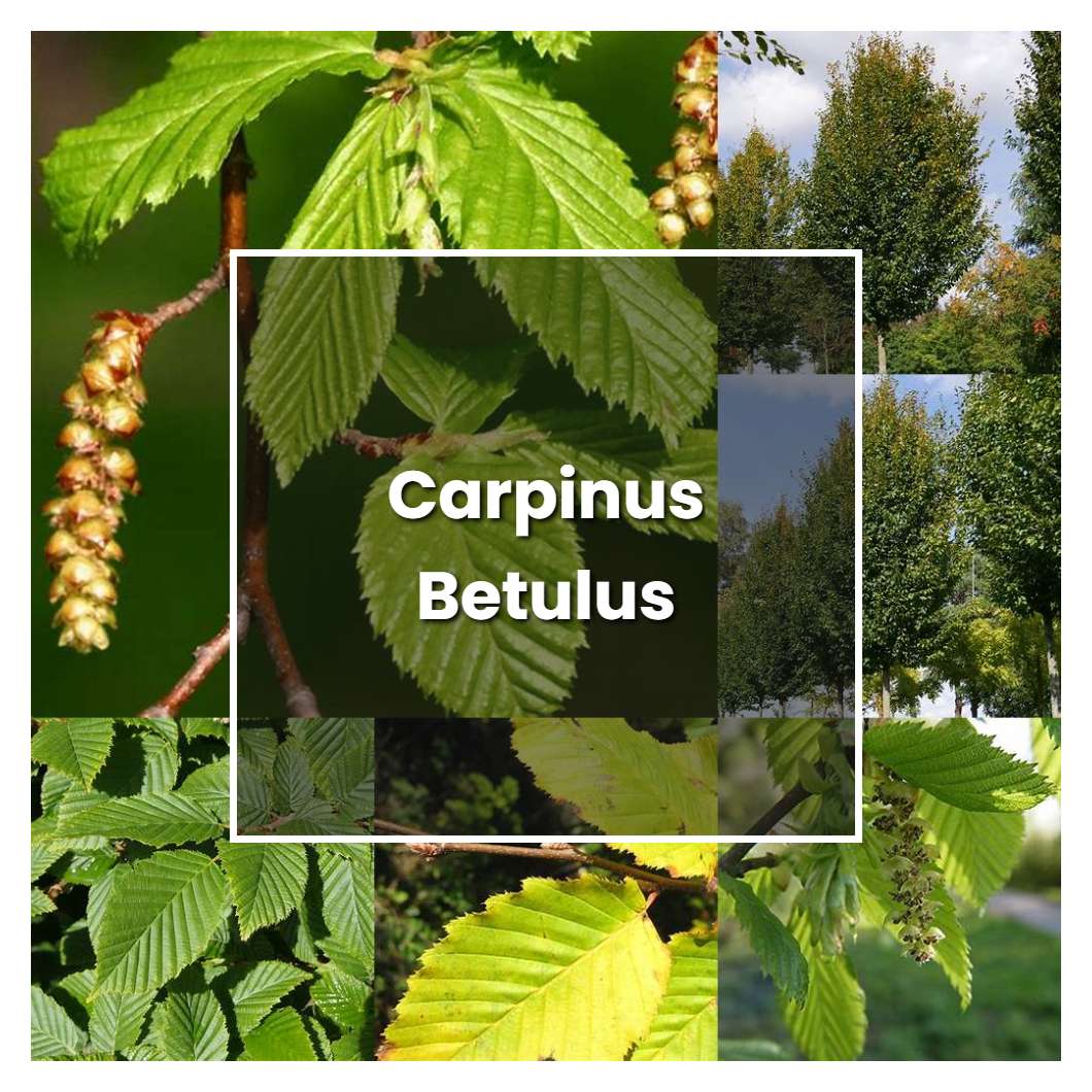 How to Grow Carpinus Betulus - Plant Care & Tips | NorwichGardener