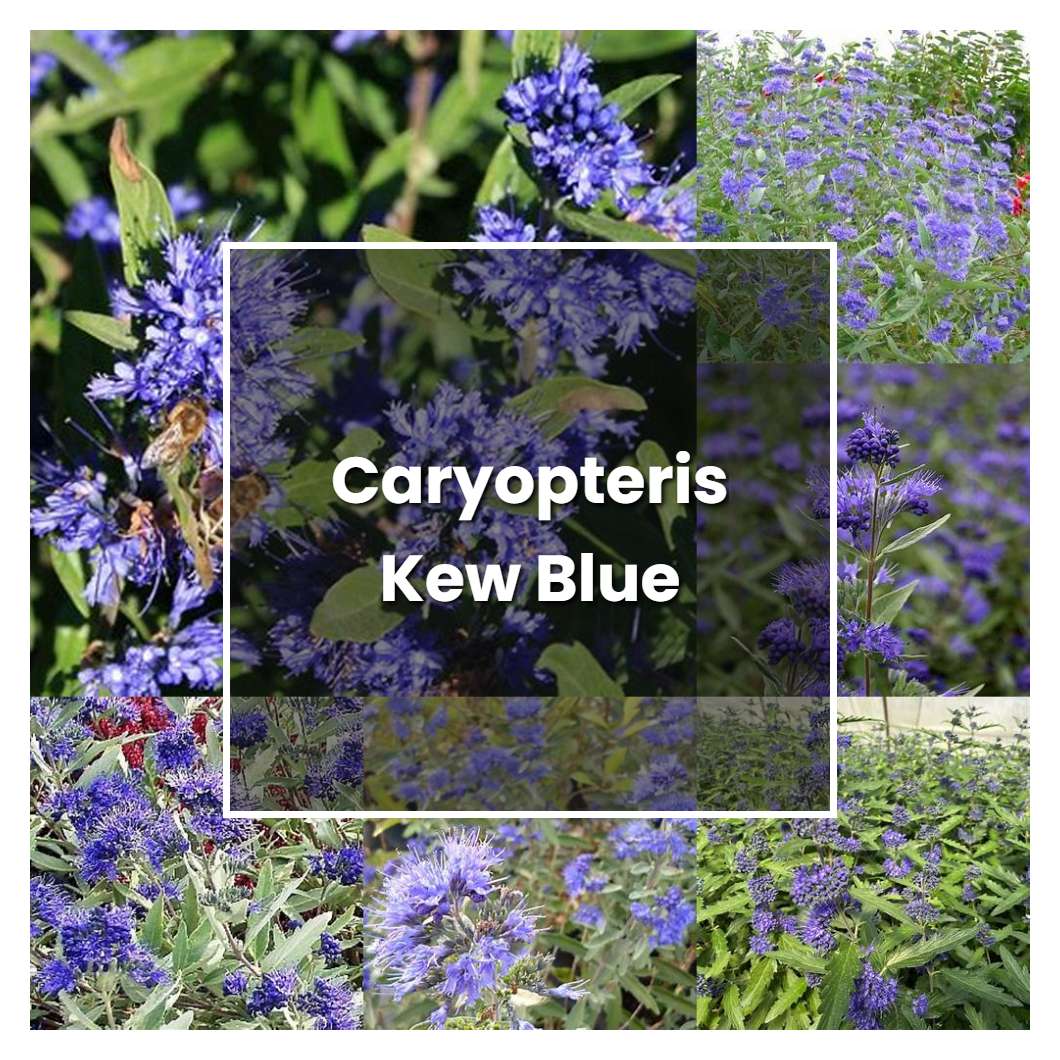 How to Grow Caryopteris Kew Blue - Plant Care & Tips