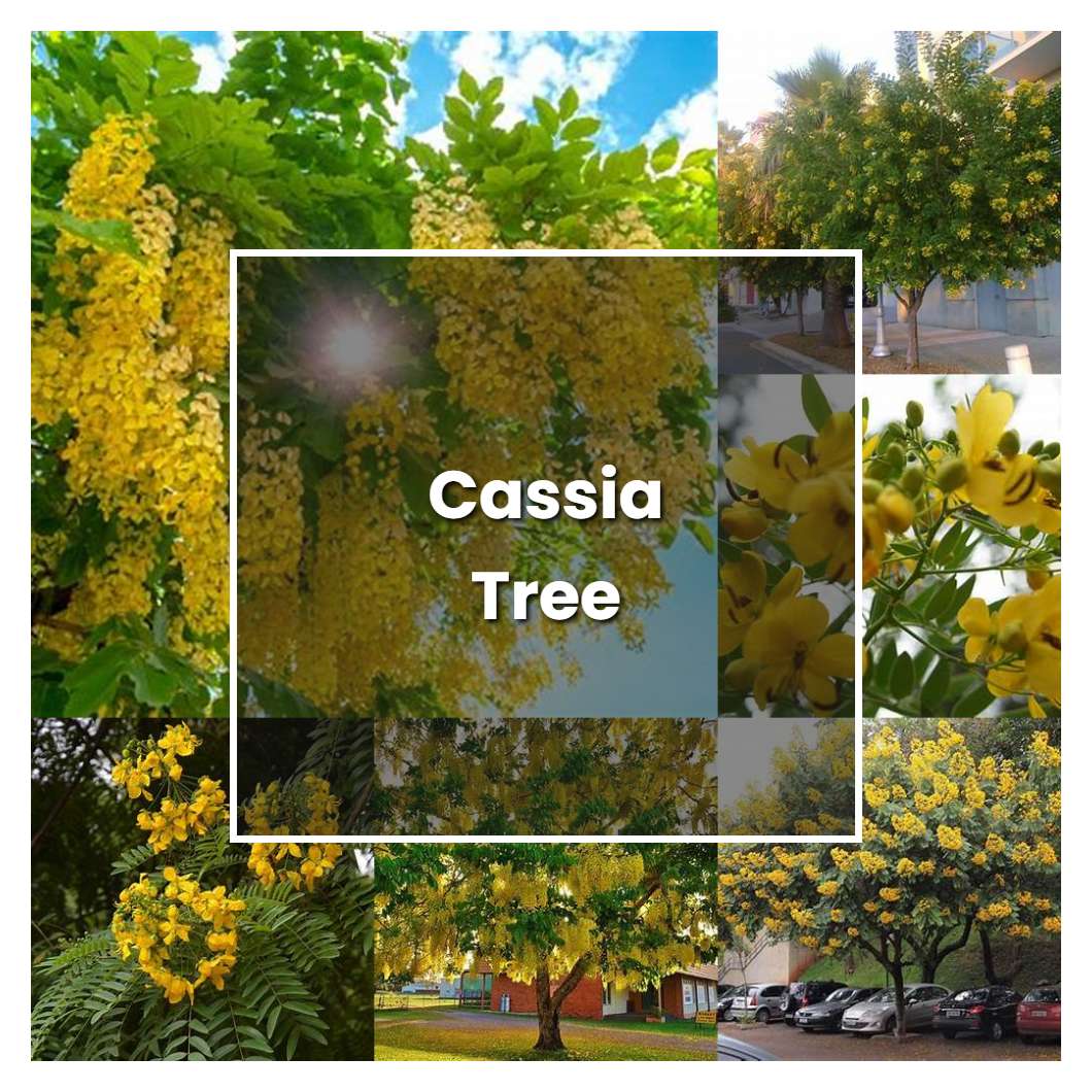 How To Grow Cassia Tree Plant Care And Tips Norwichgardener 