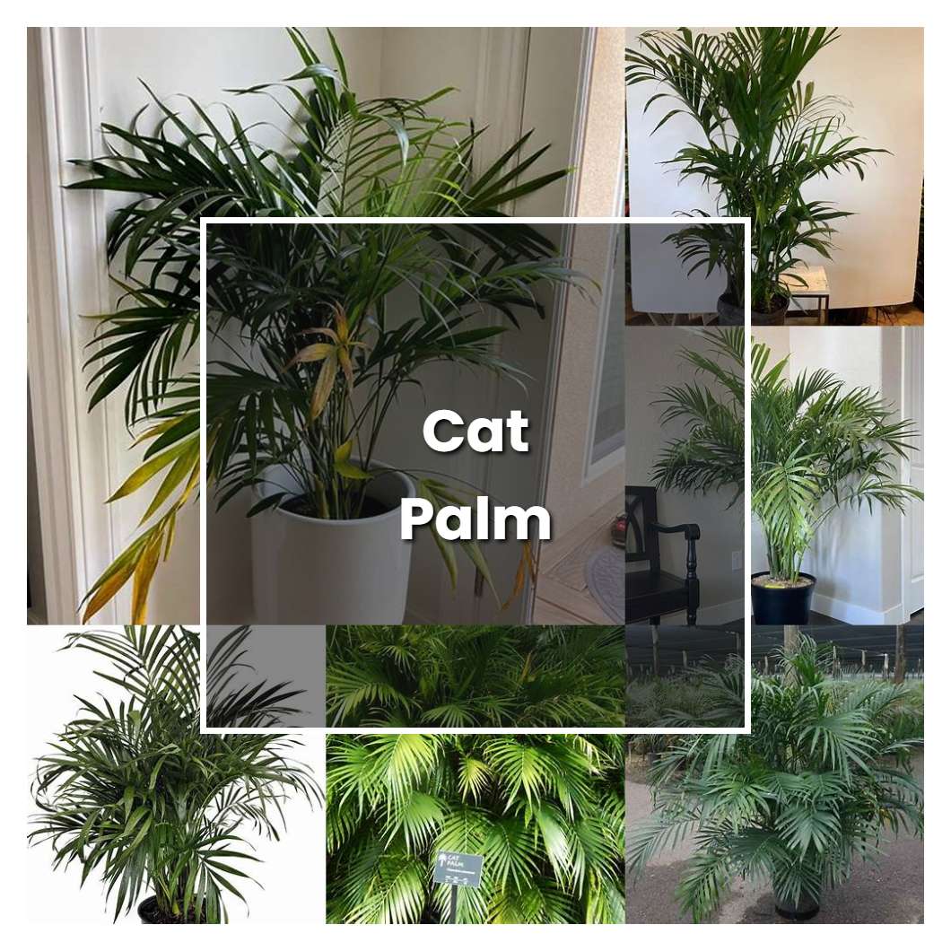 How to Grow Cat Palm Plant Care & Tips NorwichGardener