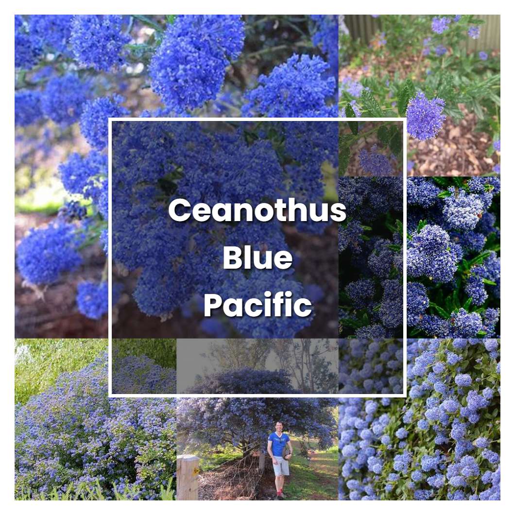 How to Grow Ceanothus Blue Pacific - Plant Care & Tips | NorwichGardener