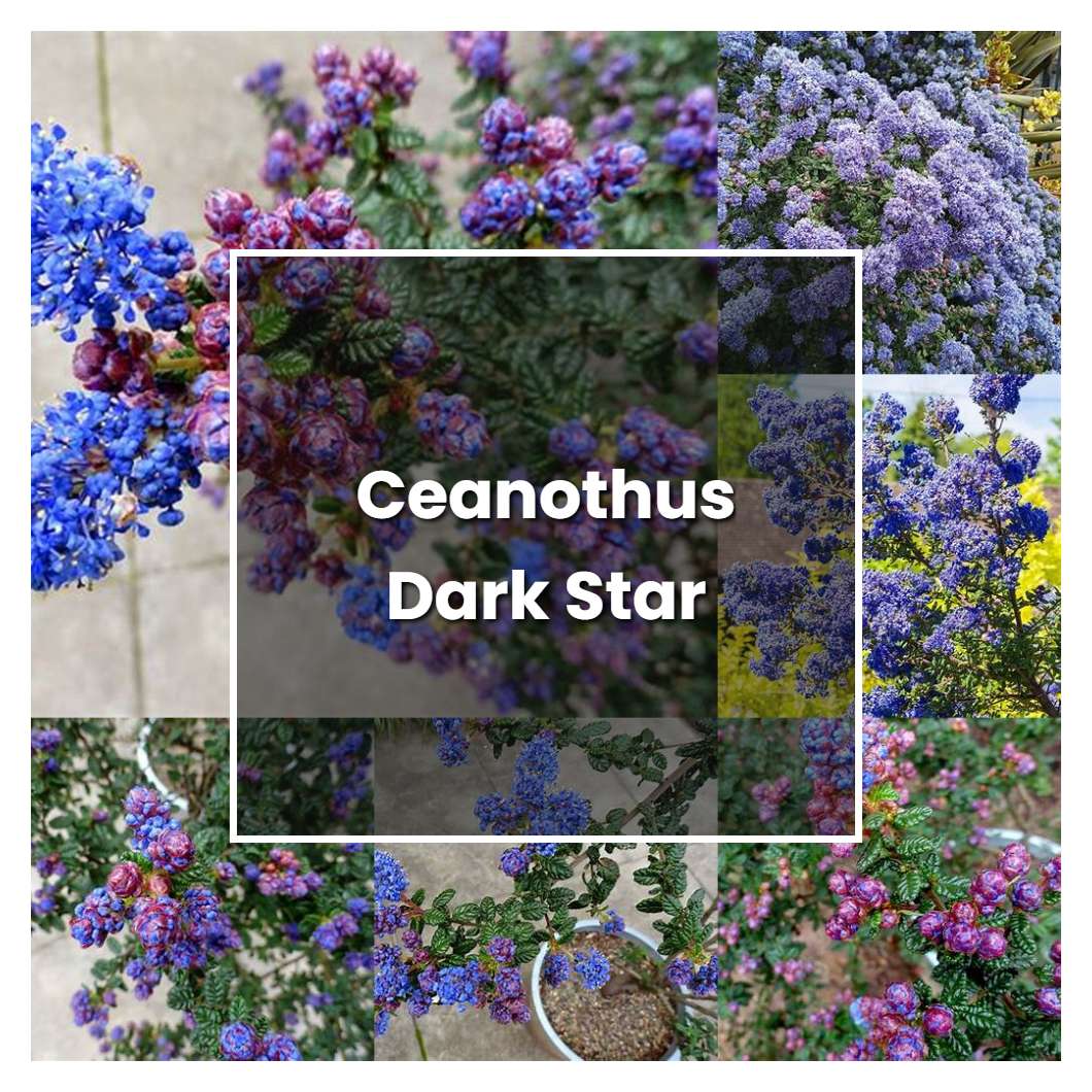 How To Grow Ceanothus Dark Star Plant Care And Tips Norwichgardener