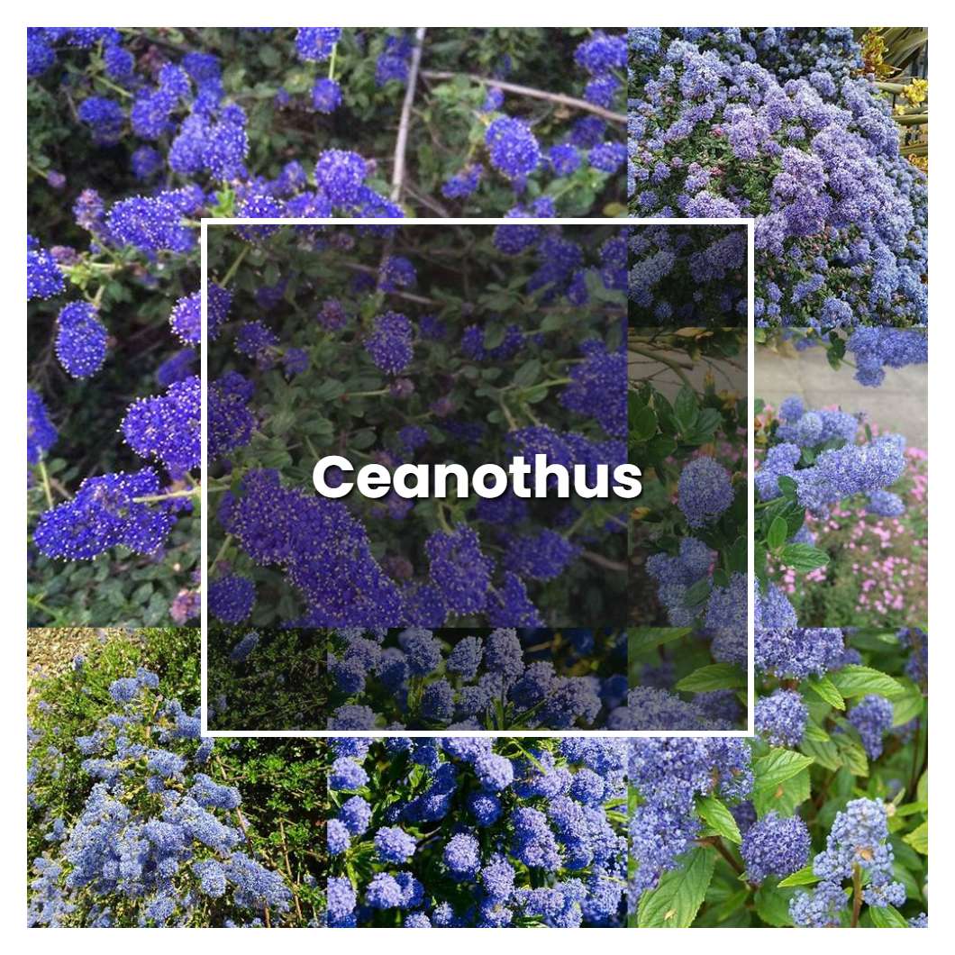 How To Grow Ceanothus Plant Care And Tips Norwichgardener