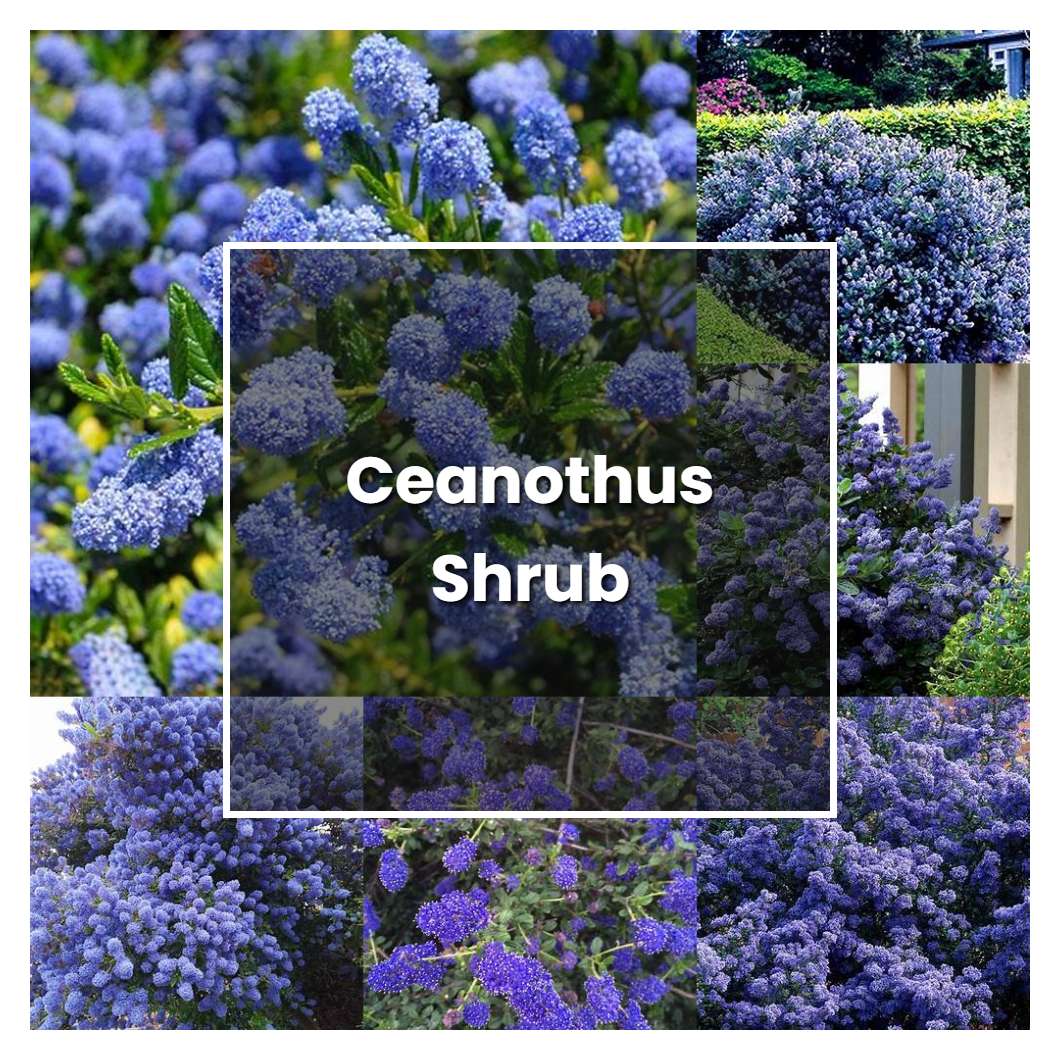 How To Grow Ceanothus Shrub Plant Care And Tips Norwichgardener