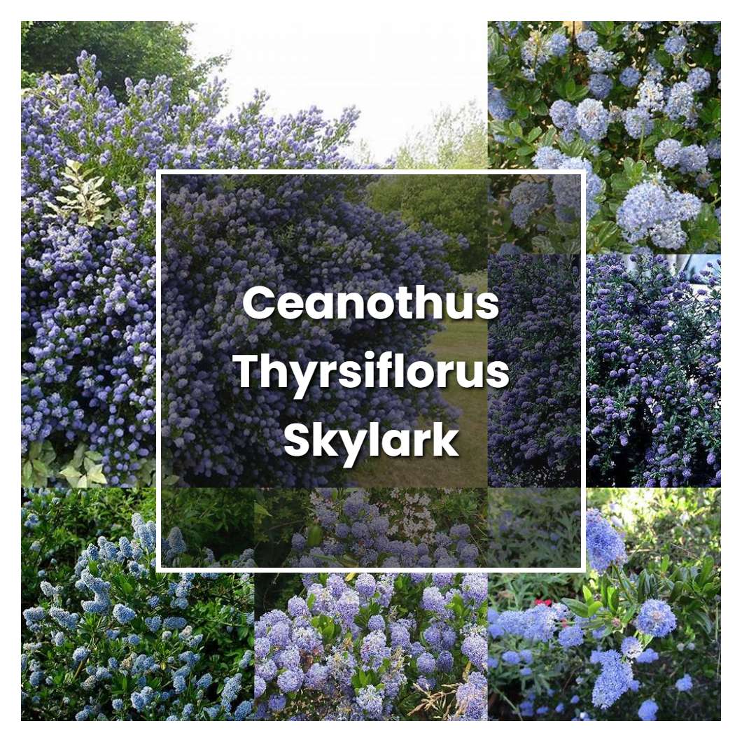 How to Grow Ceanothus Thyrsiflorus Skylark - Plant Care & Tips