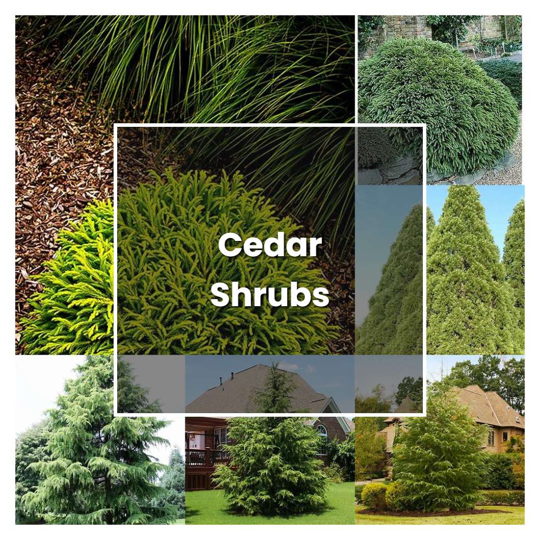 How to Grow Cedar Shrubs - Plant Care & Tips | NorwichGardener