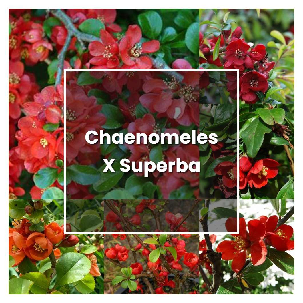 how-to-grow-chaenomeles-x-superba-plant-care-tips-norwichgardener