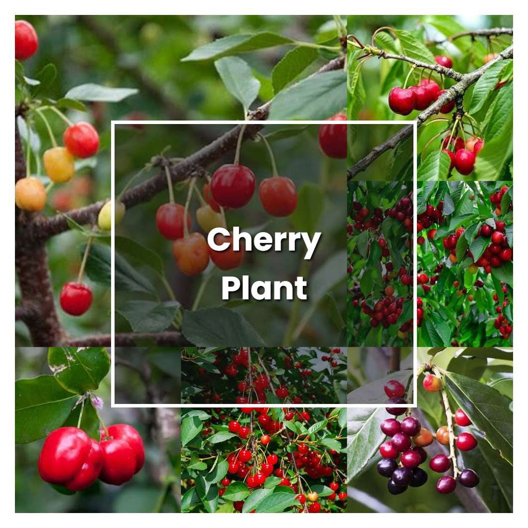 How To Grow Cherry Plant Plant Care Tips Norwichgardener