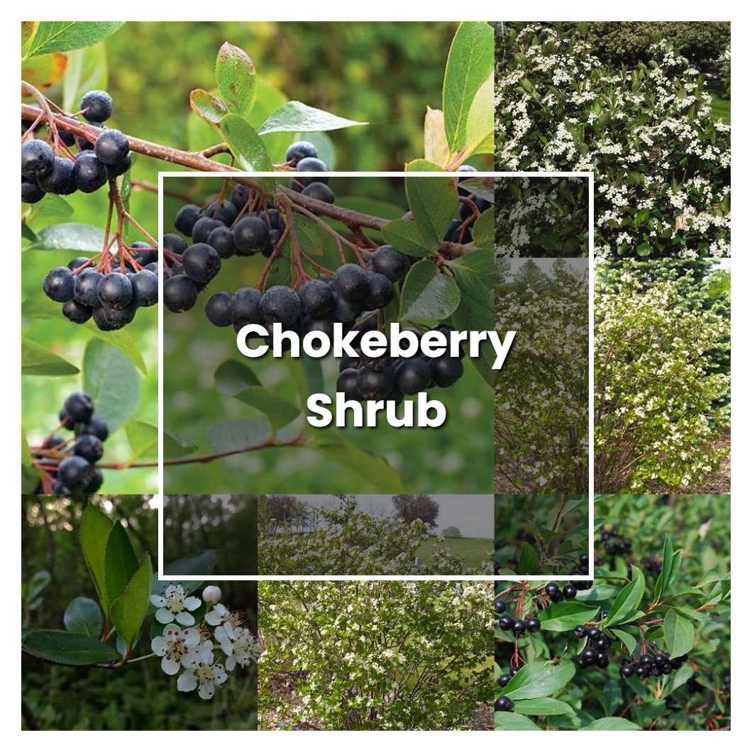 How To Grow Chokeberry Shrub Plant Care And Tips Norwichgardener