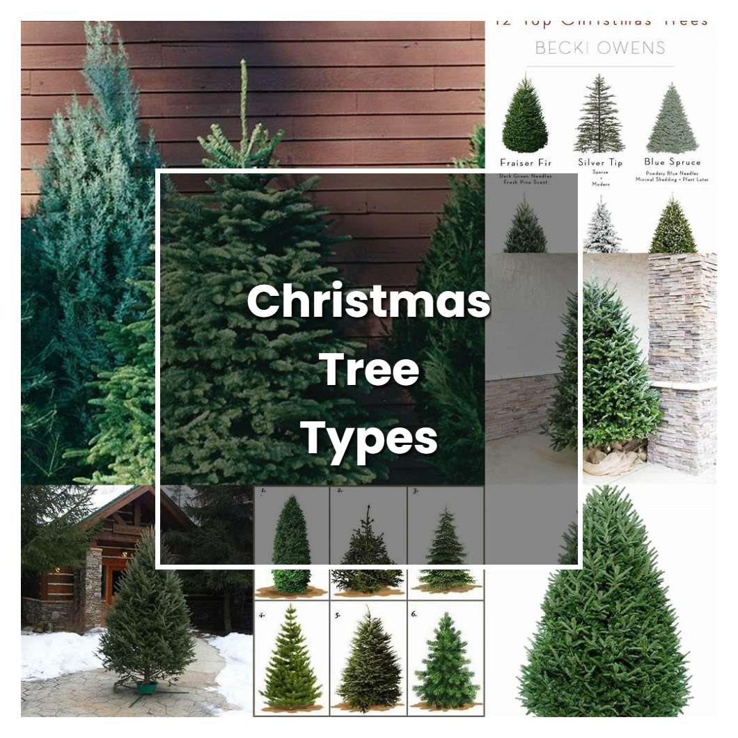 How to Grow Christmas Tree Types Plant Care & Tips NorwichGardener