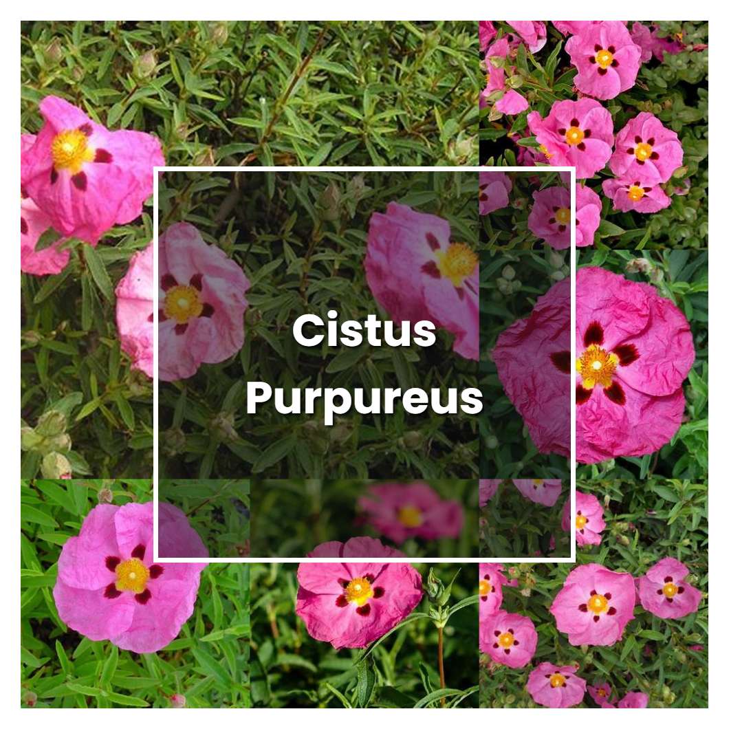 How to Grow Cistus Purpureus - Plant Care & Tips