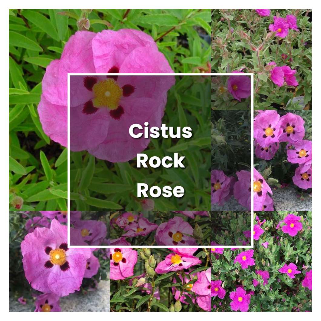 How to Grow Cistus Rock Rose - Plant Care & Tips | NorwichGardener