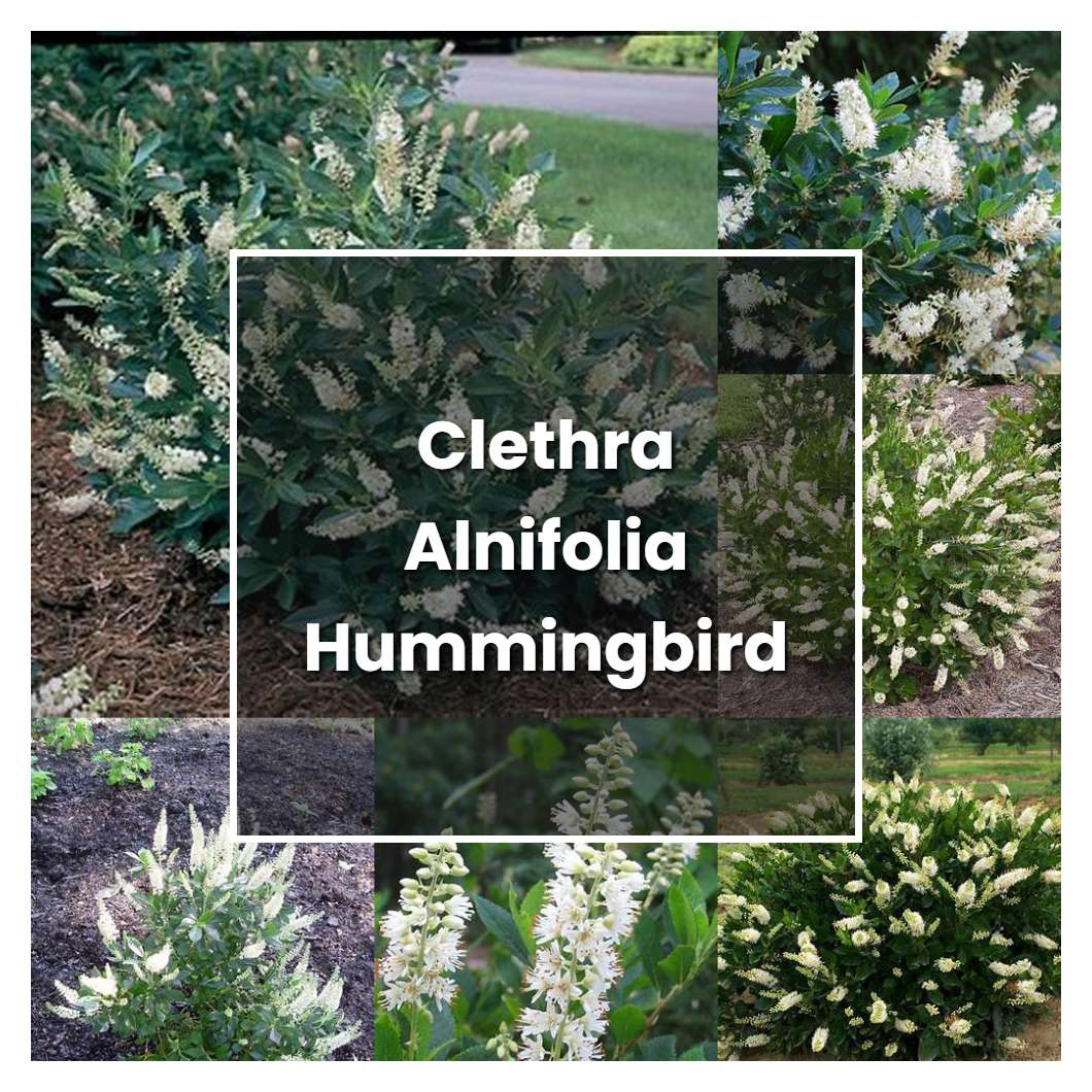 How to Grow Clethra Alnifolia Hummingbird - Plant Care & Tips