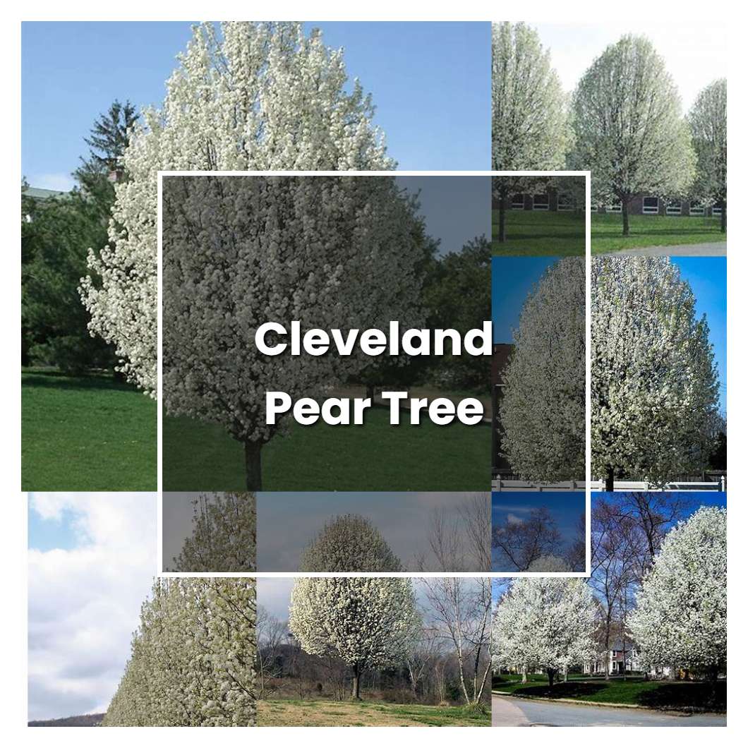 How to Grow Cleveland Pear Tree - Plant Care & Tips | NorwichGardener