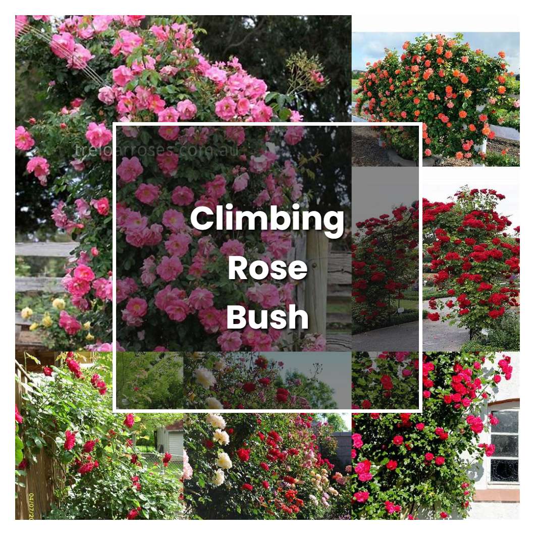 How To Grow Climbing Rose Bush Plant Care Tips NorwichGardener