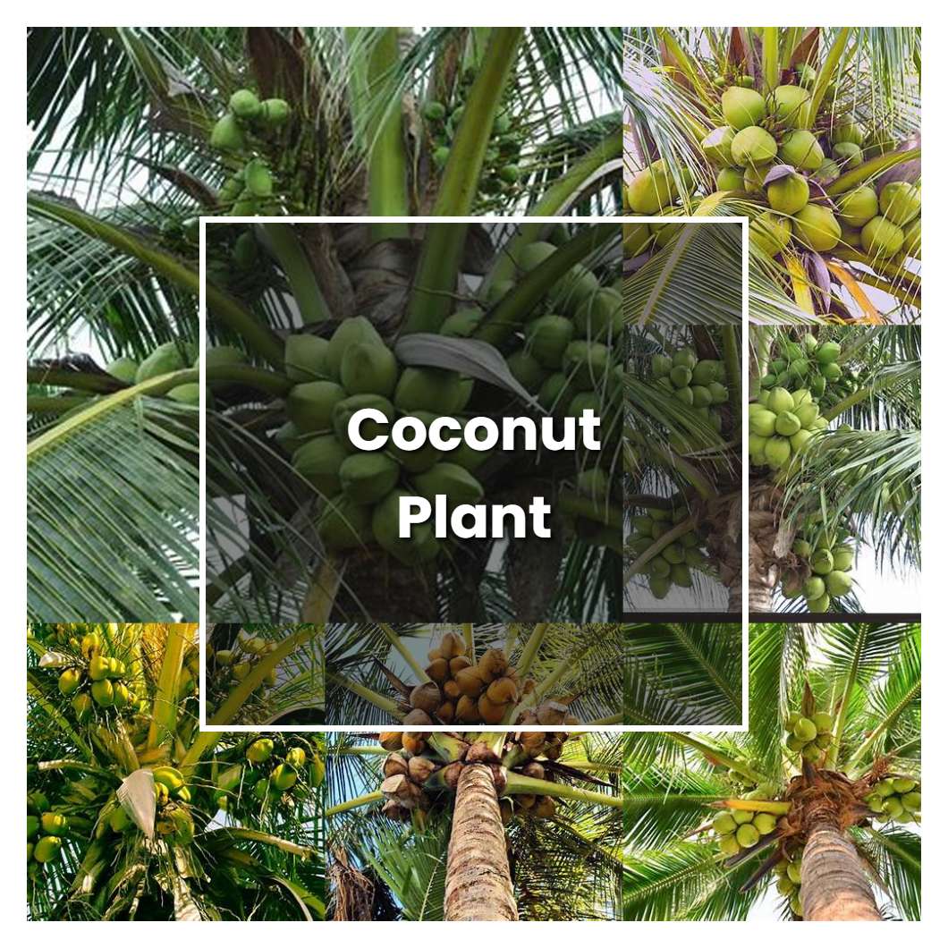 How to Grow Coconut Plant - Plant Care & Tips