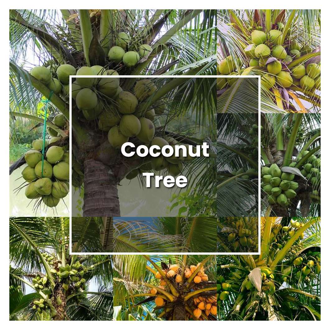 How to Grow Coconut Tree - Plant Care & Tips | NorwichGardener