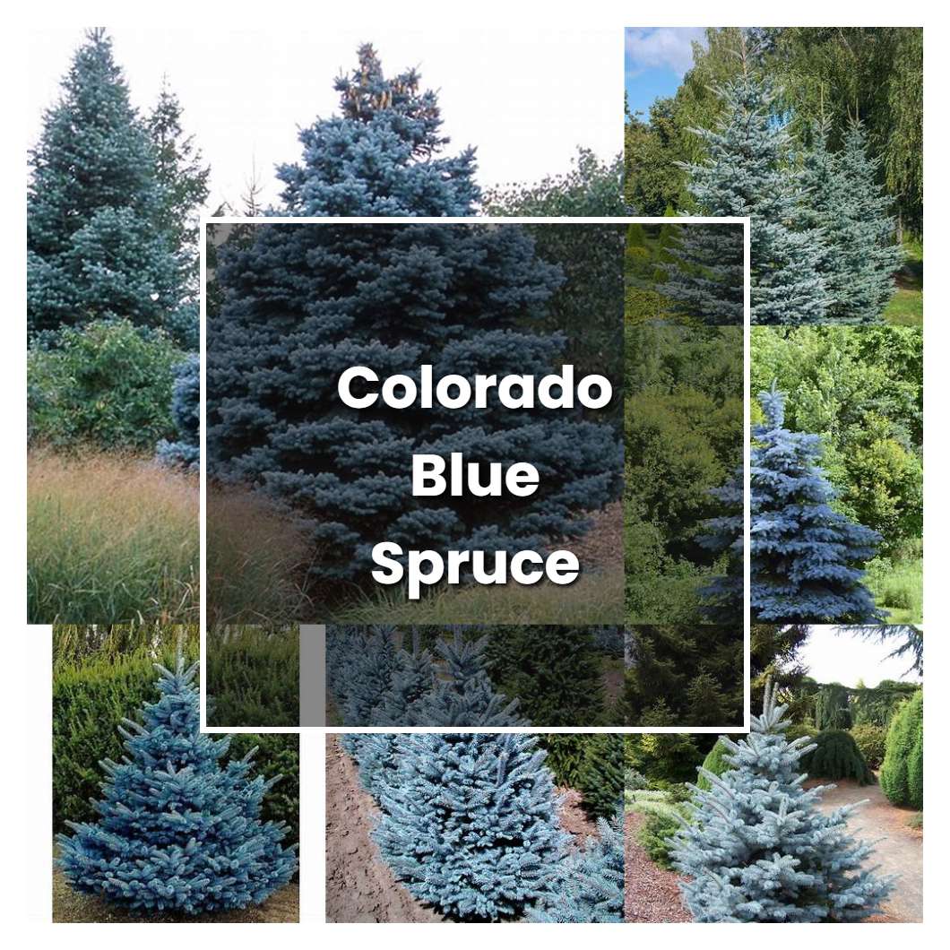 How to Grow Colorado Blue Spruce Plant Care & Tips NorwichGardener