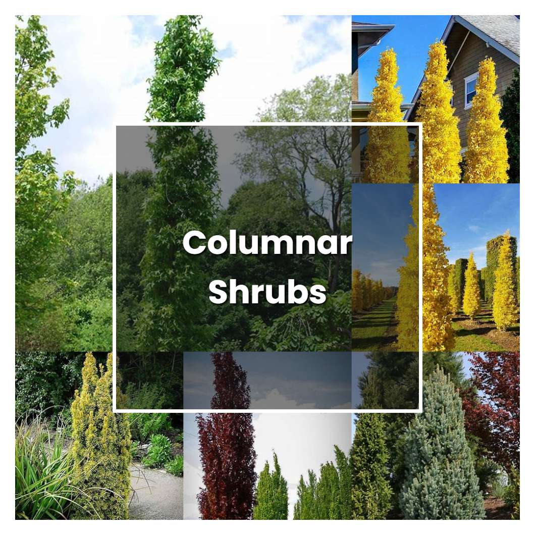 How to Grow Columnar Shrubs Plant Care & Tips NorwichGardener