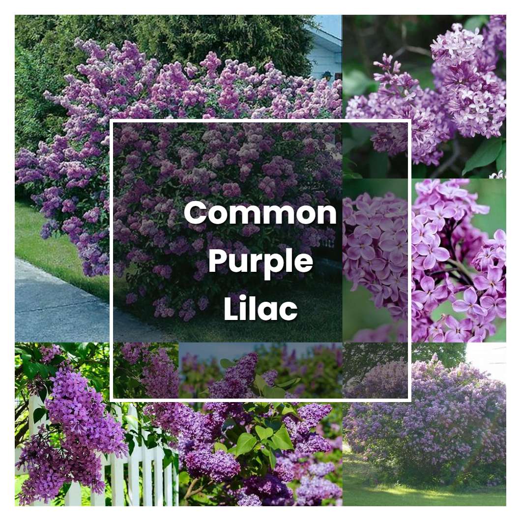 How to Grow Common Purple Lilac - Plant Care & Tips | NorwichGardener