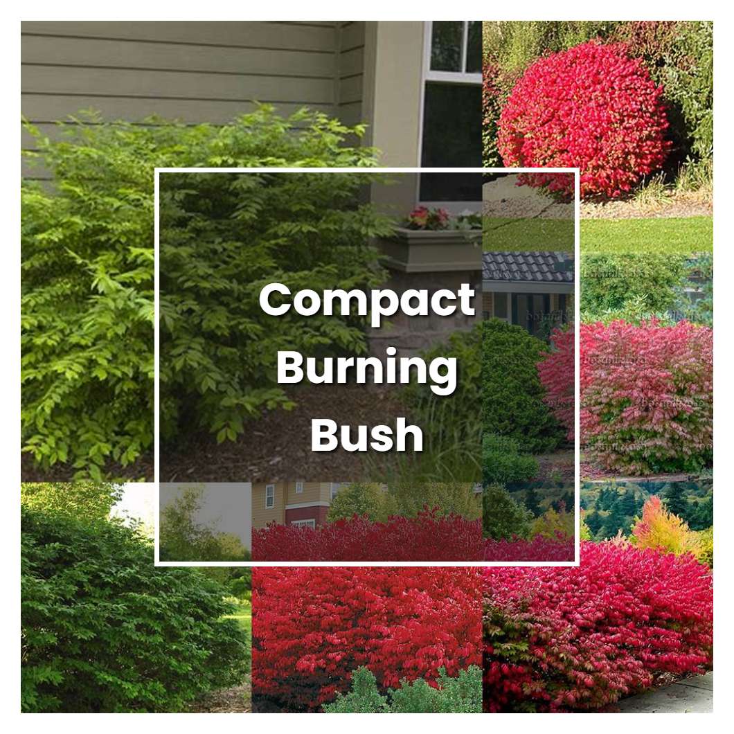 How to Grow Compact Burning Bush - Plant Care & Tips | NorwichGardener